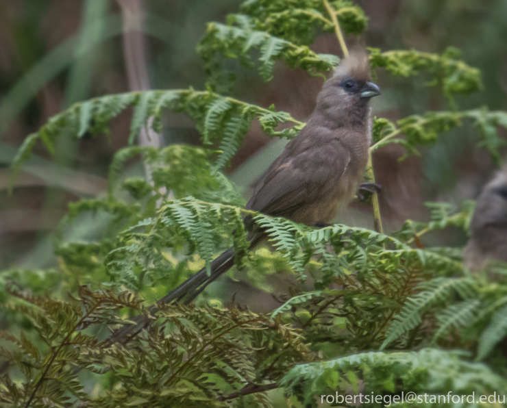 mouse bird